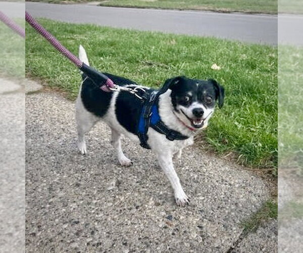 Medium Photo #2 Raggle Puppy For Sale in Atlanta, GA, USA