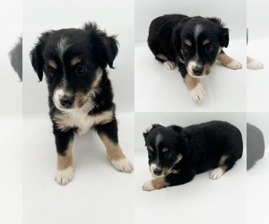 Miniature Australian Shepherd Puppy for sale in BROOKER, FL, USA