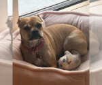 Small #1 Frenchie Pug