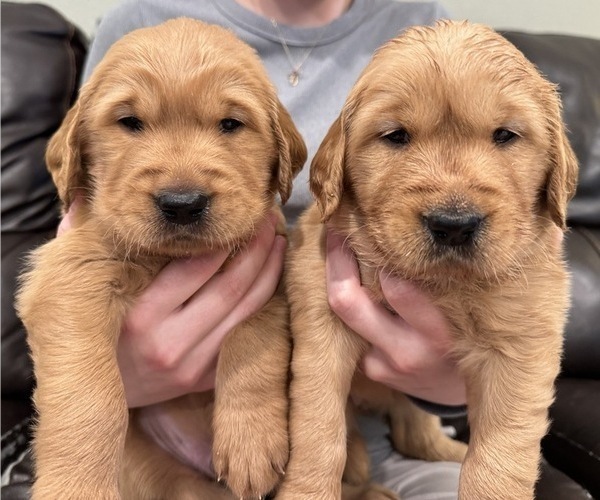 Medium Photo #1 Golden Retriever Puppy For Sale in COEUR D ALENE, ID, USA