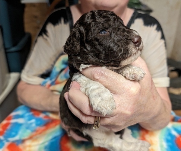 Medium Photo #1 Poodle (Miniature) Puppy For Sale in LEBANON, OR, USA