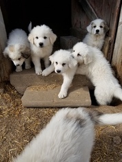 Great Pyrenees Puppy for sale in EDGERTON, WI, USA