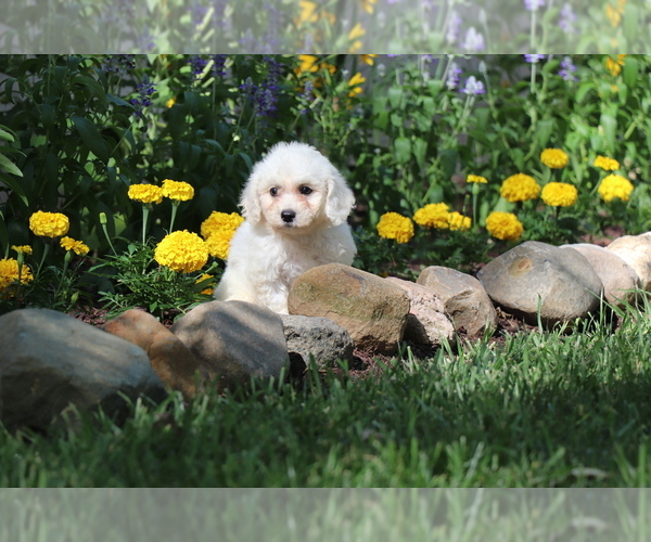 Medium Photo #4 Bichon Frise Puppy For Sale in HUMBOLDT, IL, USA