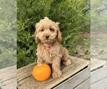 Small Photo #3 Cockapoo Puppy For Sale in MIDDLEBURY, IN, USA