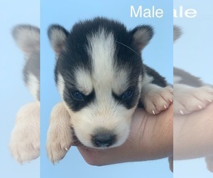 Siberian Husky Puppy for sale in LILY, KY, USA