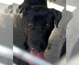 Mastador Dogs for adoption in Woodland, CA, USA