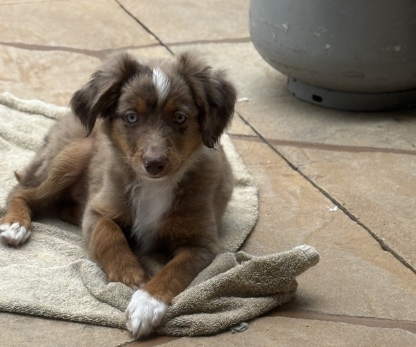 Medium Photo #9 Miniature Australian Shepherd Puppy For Sale in FORT MYERS, FL, USA