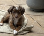 Small #8 Miniature Australian Shepherd