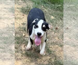 260857  Bark Twain - Male Mutt Dog for Adoption - Photo #2