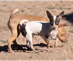 Small #3 Chihuahua
