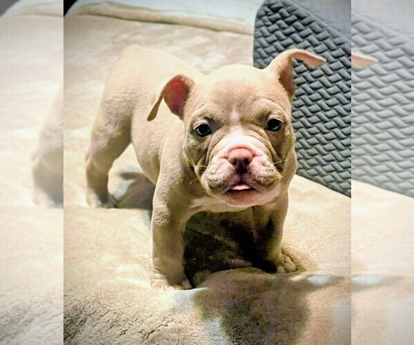 Medium Photo #1 American Bully Puppy For Sale in SACRAMENTO, CA, USA