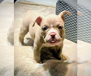 American Bully Puppy for sale in SACRAMENTO, CA, USA