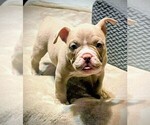 Small Photo #1 American Bully Puppy For Sale in SACRAMENTO, CA, USA
