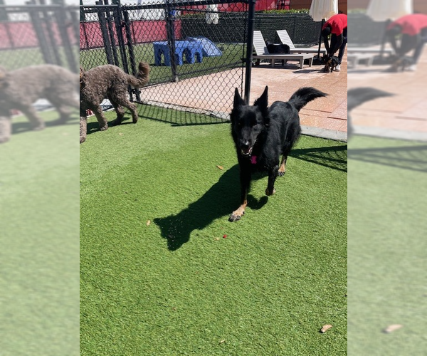 Medium Photo #6 German Shepherd Dog Puppy For Sale in Fort Lauderdale, FL, USA