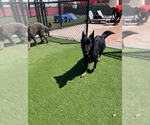 Small #5 German Shepherd Dog