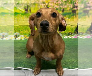 Dachshund-Unknown Mix Dogs for adoption in Wetumpka, AL, USA