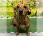 Small Dachshund Mix