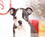 Small #1 Boston Terrier