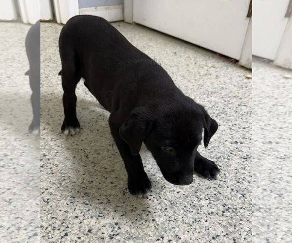 Medium Photo #2 Aussiedor Puppy For Sale in Mechanicsburg, PA, USA