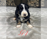 Small #13 Australian Shepherd