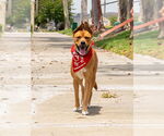 Small #36 American Staffordshire Terrier-German Shepherd Dog Mix