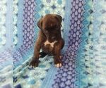 Small Photo #3 Boxer Puppy For Sale in PINE CITY, MN, USA