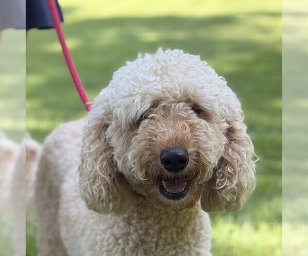 Medium Photo #1 Mutt Puppy For Sale in Yardley, PA, USA