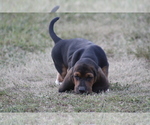 Small Photo #7 Basset Hound Puppy For Sale in MEMPHIS, MO, USA