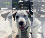 Small #15 Saint Bernard-Staffordshire Bull Terrier Mix