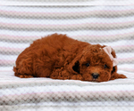 Small #1 Cavapoo-Poodle (Toy) Mix