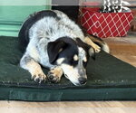 Small #1 Mutt
