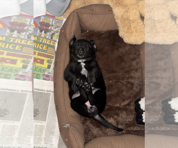 Medium Photo #4 Labrador Retriever-Unknown Mix Puppy For Sale in The Woodlands, TX, USA