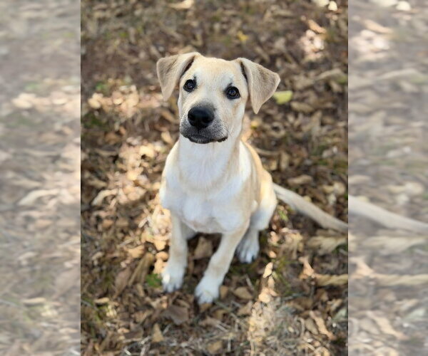 Medium Photo #5 Labrador Retriever-Unknown Mix Puppy For Sale in OKLAHOMA CITY, OK, USA