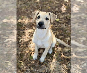 Quinn - Female Labrador Retriever-Unknown Mix Dog for Adoption - Photo #5