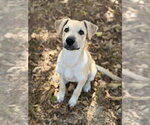 Small Photo #5 Labrador Retriever-Unknown Mix Puppy For Sale in OKLAHOMA CITY, OK, USA