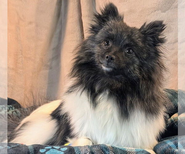 Medium Photo #5 Pomeranian Puppy For Sale in Bon Carbo, CO, USA