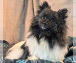 Small #4 Pomeranian