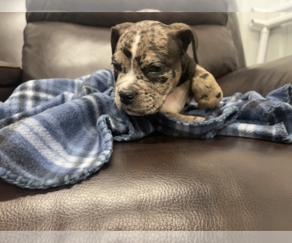 Medium Photo #62 American Bully Puppy For Sale in REESEVILLE, WI, USA