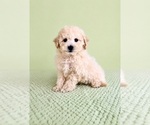 Small #2 Bichon Frise
