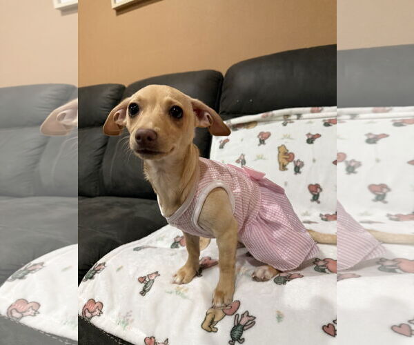 Medium Photo #3 Chihuahua Puppy For Sale in Menifee, CA, USA