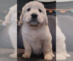 Puppy Red boy Golden Retriever