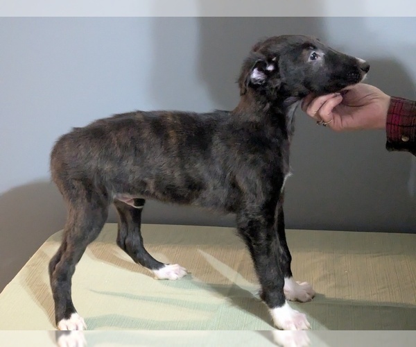 Medium Photo #6 Borzoi Puppy For Sale in FULTON, NY, USA