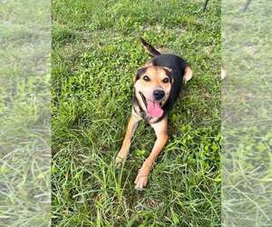 Nelson - Male Mutt Dog for Adoption - Photo #4