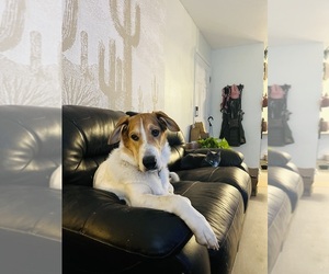 Basset Hound Puppy for sale in SCOTTSDALE, AZ, USA
