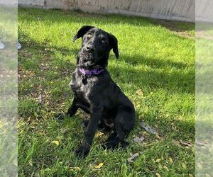 Labrador Retriever-Unknown Mix Dogs for adoption in Clovis, CA, USA