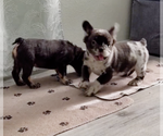 Small #4 French Bulldog