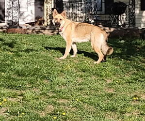 Mother of the German Shepherd Dog puppies born on 05/12/2025