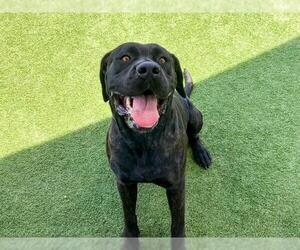 Mutt Dogs for adoption in Orange, CA, USA