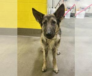 German Shepherd Dog Dogs for adoption in Forestville, MD, USA