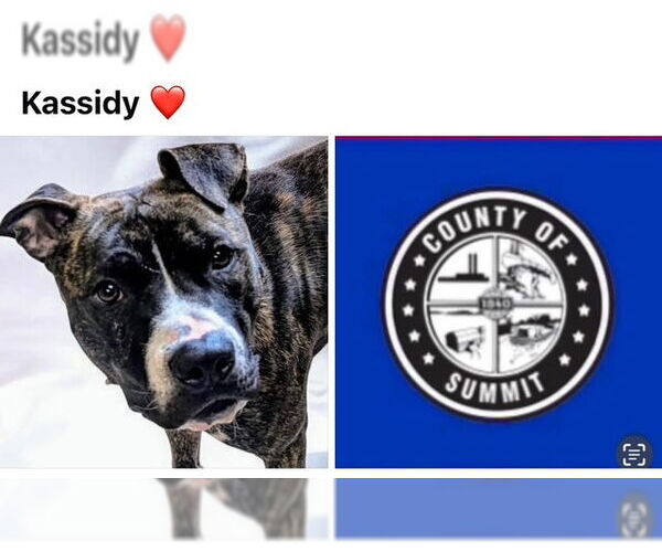 Medium Photo #1 American Pit Bull Terrier Puppy For Sale in Akron, OH, USA
